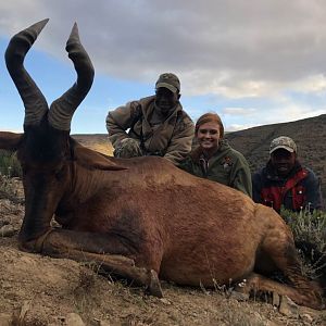 South Africa Hunt Red Hartebeest