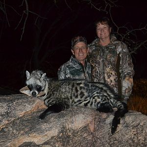 Hunt African Civet Cat South Africa