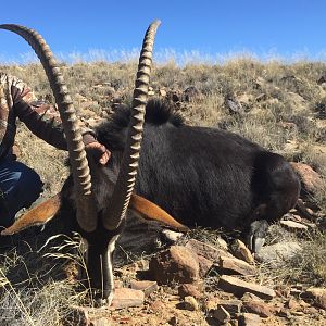 Sable Antelope Hunt in South Africa