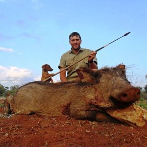 South Africa Spear Hunting Warthog