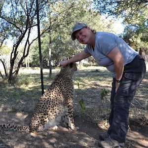 Petting Cheetahs
