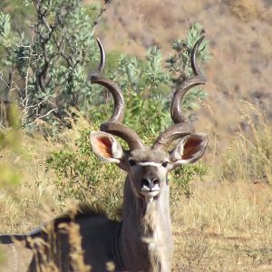 Kudu South Africa