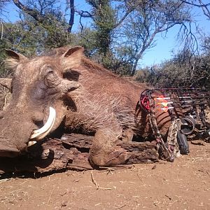 South Africa Bow Hunt Warthog