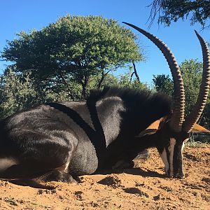 South Africa Hunt Sable Antelope