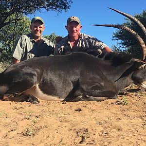 Hunt Sable Antelope in South Africa