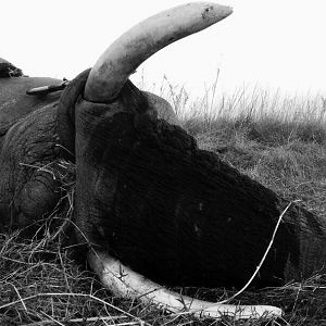 Namibia Hunting Elephant