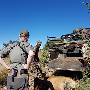 Namibia Hunting Red Hartebeest