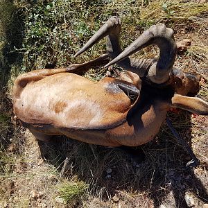 Red Hartebeest Hunt in Namibia