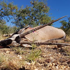 Hunting Gemsbok Namibia