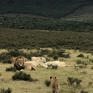 White Lion pride South Africa