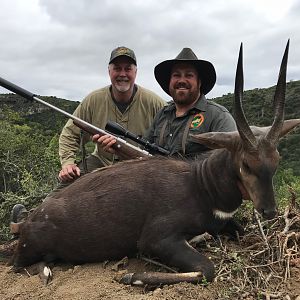 South Africa Hunting Bushbuck