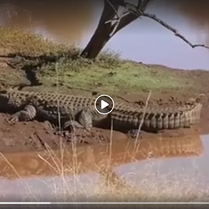 Crocodile Hunting with Tsala Hunting Safaris