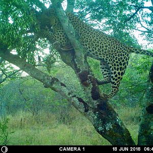 Trail Cam Pictures of Leopard Zimbabwe