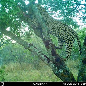 Zimbabwe Leopard Trail Cam Pictures