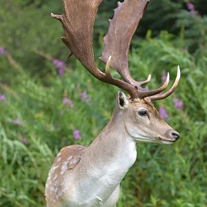 Fallow Deer Shoulder Mount Taxidermy