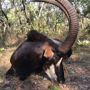 Zambia Hunting Sable Antelope