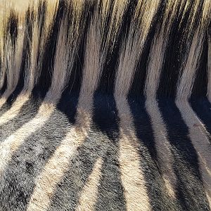 Hartmann's Mountain Zebra