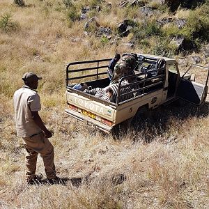 Namibia Hunting Hartmann's Mountain Zebra