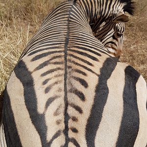 Hartmann's Mountain Zebra Hunt in Namibia