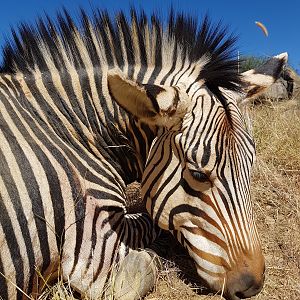 Hunting Hartmann's Mountain Zebra Namibia
