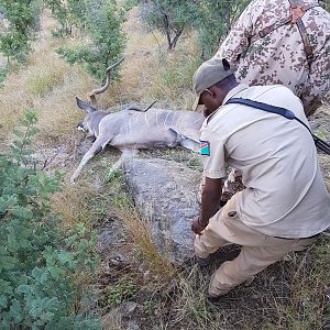 Kudu Hunt Namibia