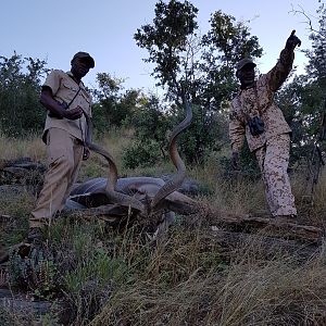 Hunt Kudu in Namibia