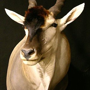 Eland Shoulder Mount Taxidermy