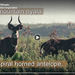 The Mountain Nyala Of Ethiopia