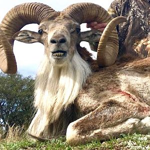 Repairing Taxidermy piece of a Transcasian Urial Sheep