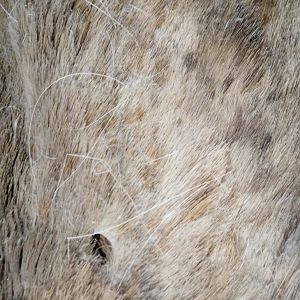 Repairing Taxidermy piece of a Transcasian Urial Sheep