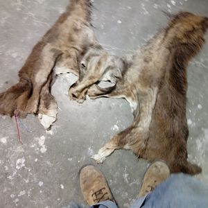 Repairing Taxidermy piece of a Transcasian Urial Sheep