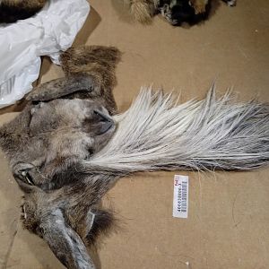 Repairing Taxidermy piece of a Transcasian Urial Sheep