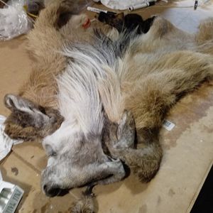 Repairing Taxidermy piece of a Transcasian Urial Sheep