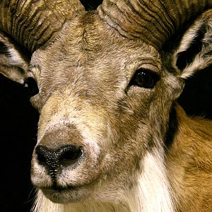 Transcasian Urial Sheep Shoulder Mount Taxidermy