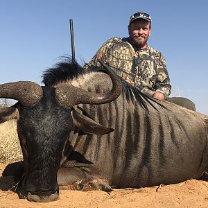 Blue Wildebeest Hunting South Africa