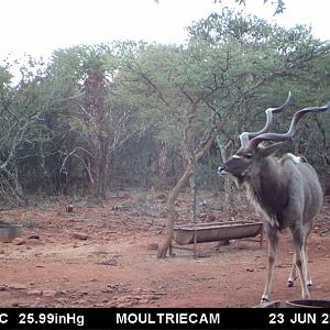 Trail Cam Pictures of Kudu South Africa