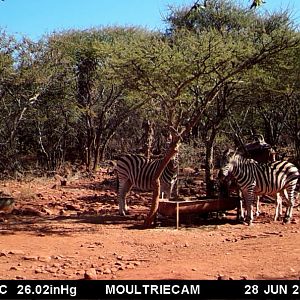 Trail Cam Pictures of Burchell's Plain Zebra South Africa