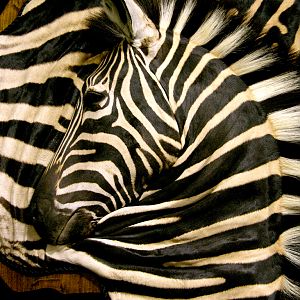 Burchell's Plain Zebra Damaske Taxidermy