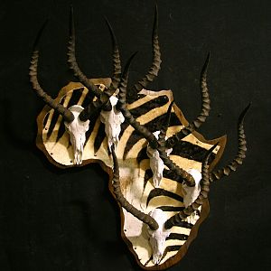 Impala European Mount Collage on African panel with Zebra skin