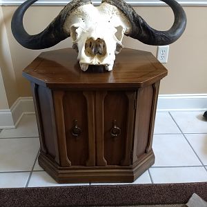 Cape Buffalo European Skull Mount Taxidermy