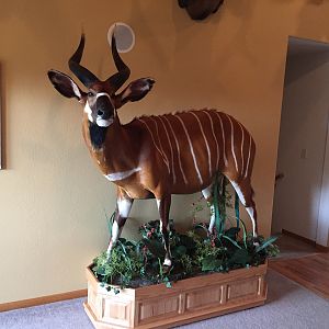 Bongo Full Mount Taxidermy