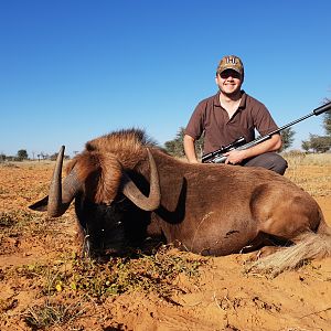 South Africa Hunt Black Wildebeest