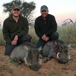 Hunting Warthog South Africa