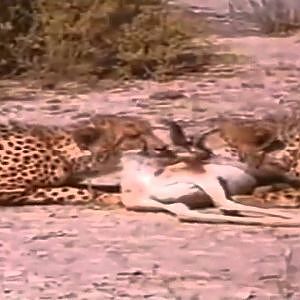 Bushmen steal Cheetahs Food