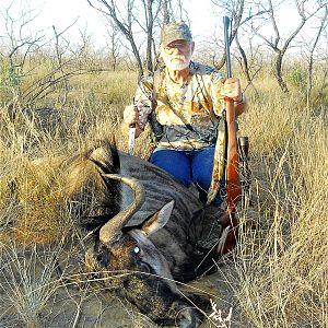 blue wildebeest in south africa