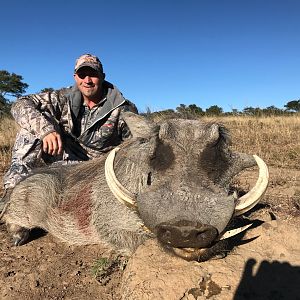 South Africa Hunting Warthog