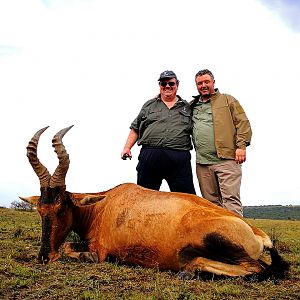 Red Hartebeest Hunting in South Africa