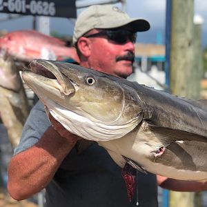 24" Mangrove Snapper Fishing Florida USA