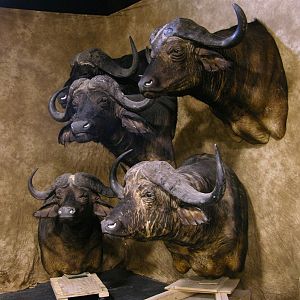 Cape Buffalo Shoulder Mount Taxidermy