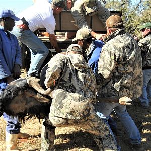 Blue Wildebeest Hunting